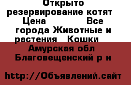 Открыто резервирование котят › Цена ­ 15 000 - Все города Животные и растения » Кошки   . Амурская обл.,Благовещенский р-н